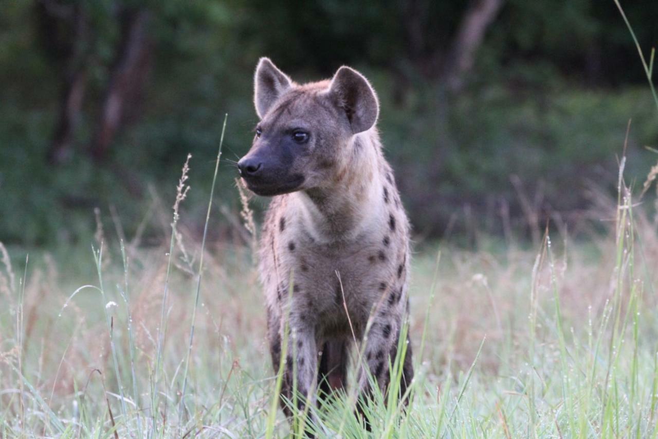 Tlou Safari Lodge Kasane Kültér fotó