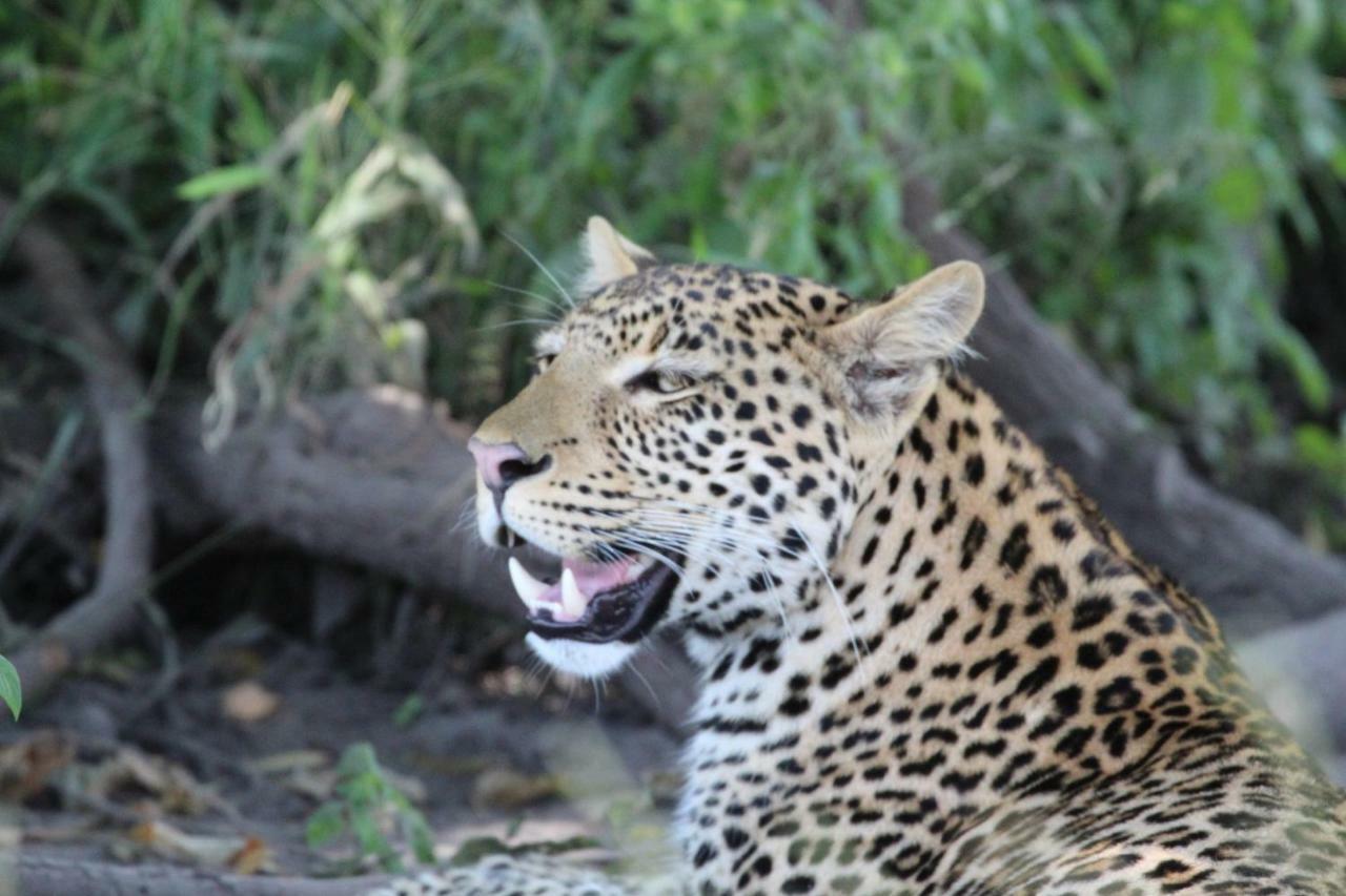 Tlou Safari Lodge Kasane Kültér fotó